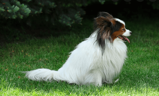 The Butterfly (Papillon dog)
