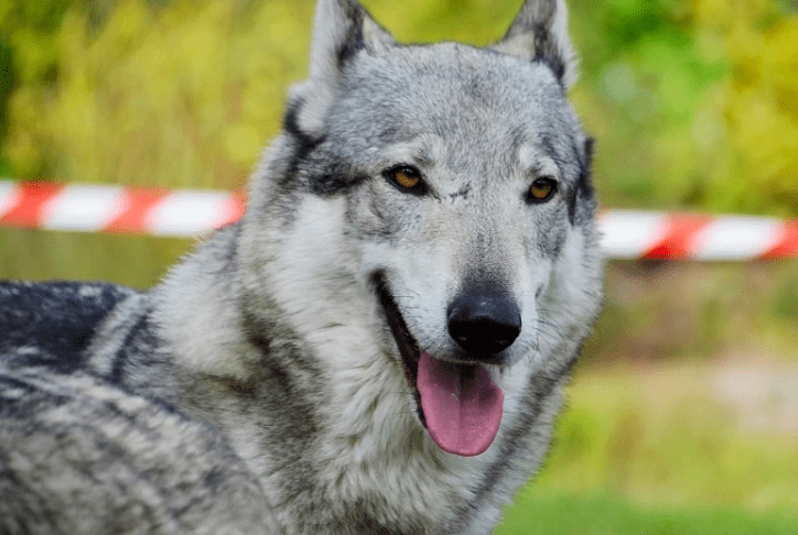 Czechoslovakian Wolfdog - 15 Most Expensive Dog Breeds