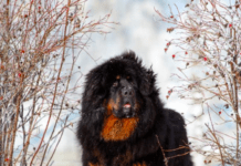 150+ Dog Breeds From A to Z – Complete List (With Info & Photos) The Tibetan Mastiff