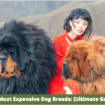 Top 15 Most Expensive Dog Breeds: [Ultimate Guide] 2022
