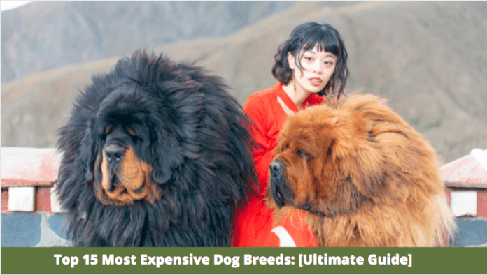 Top 15 Most Expensive Dog Breeds: [Ultimate Guide] 2022
