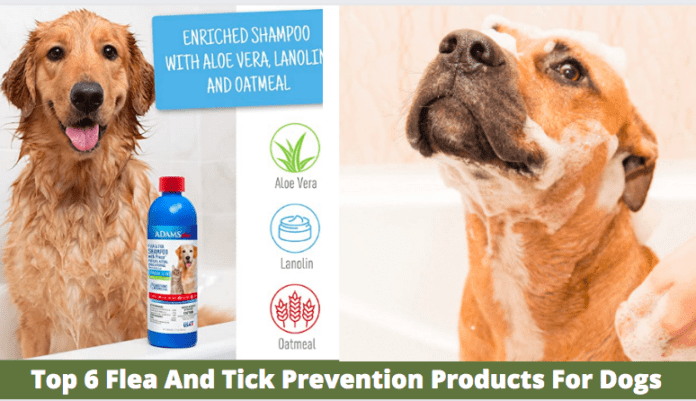 Top 6 des produits de prévention contre les puces et les tiques pour chiens - En 2022 (Avis)