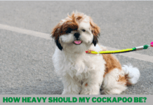 How Heavy Should My Cockapoo Be? 7 Tips you should know how heavy should my cockapoo be?