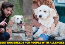 Best Dog Breeds For People With Allergies Best Dog Breeds For People With Allergies