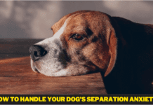 How to Handle Your Dog’s Separation Anxiety How to Handle Your Dog’s Separation Anxiety