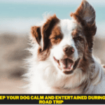 How To Keep Your Dog Calm And Entertained During A Family Road Trip How To Keep Your Dog Calm And Entertained During A Family Road Trip