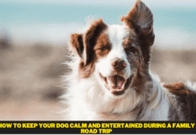 How To Keep Your Dog Calm And Entertained During A Family Road Trip How To Keep Your Dog Calm And Entertained During A Family Road Trip