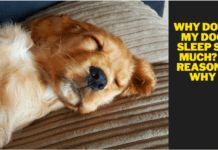 Why Does My Dog Sleep So Much? 5 Reasons Why Why Does My Dog Sleep So Much? 5 Reasons Why