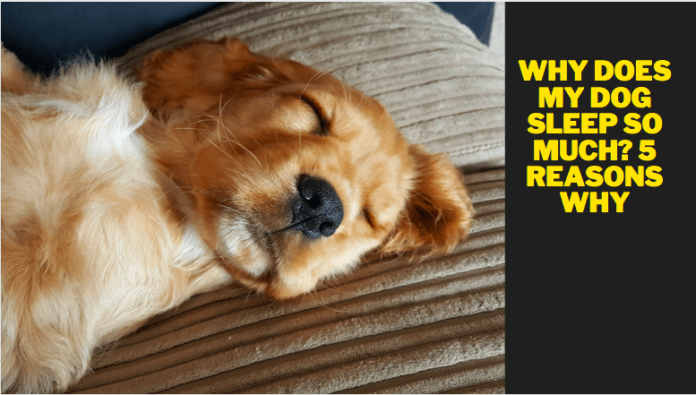 Why Does My Dog Sleep So Much? 5 Reasons Why