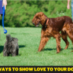 Ways to Show Love to Your Dog - 8 Tips you need to know