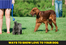 Ways to Show Love to Your Dog – 8 Tips you need to know Ways to Show Love to Your Dog - 8 Tips you need to know