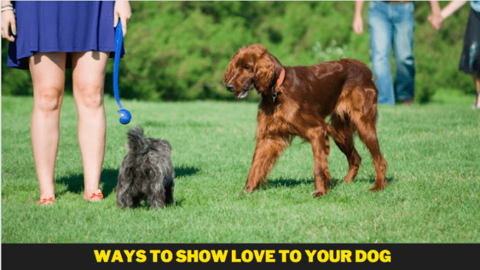 Ways to Show Love to Your Dog - 8 Tips you need to know
