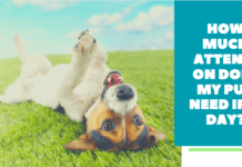 How much attention does my pup need in a day? How much attention does my pup need in a day?