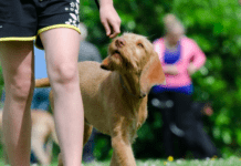 How to Become a Professional Dog Trainer? How to Become a Professional Dog Trainer?