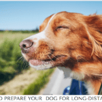 How To Prepare Your Dog For Long-Distance Travel How To Prepare Your Dog For Long-Distance Travel