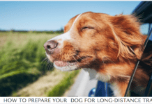 How To Prepare Your Dog For Long-Distance Travel How To Prepare Your Dog For Long-Distance Travel