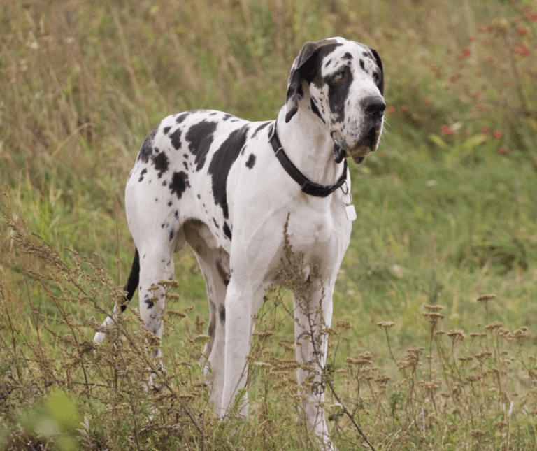 The Great Dane Bull Mastiff Mix: 10 Things to Know before getting one