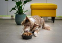 Does Dog Food Expire? 4 Tips to tell if dog food has gone bad! Does Dog Food Expire? 4 Tips to tell if dog food has gone bad