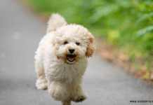 5 Important Facts to Consider Before You Buy a Maltipoo Puppy 5 Important Facts to Consider Before You Buy a Maltipoo Puppy