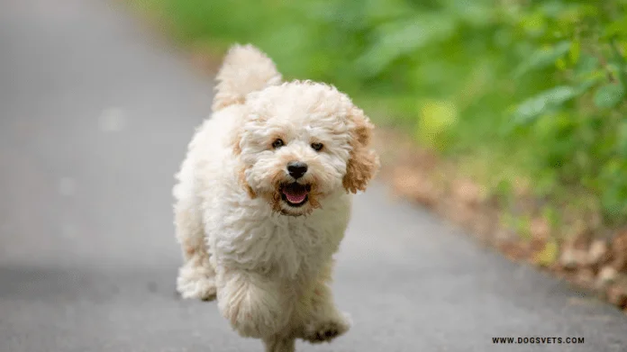 5 Important Facts to Consider Before You Buy a Maltipoo Puppy