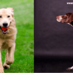 The Top 11 Most Popular Dog Breeds in America in 2022