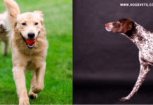 The Top 11 Most Popular Dog Breeds in America in 2022 The Top 11 Most Popular Dog Breeds in America in 2022