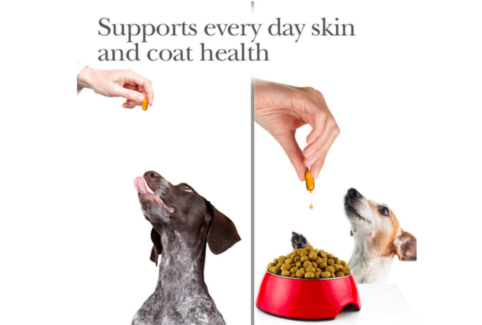 The Top 7 Best Fish Oils for Dogs of 2022