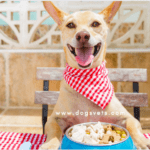 10 Surprising Foods Dogs Can Eat