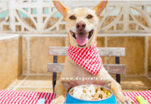 10 Surprising Foods Dogs Can Eat 10 Surprising Foods Dogs Can Eat