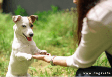 What can I give my dog for anxiety? What can I give my dog for anxiety?