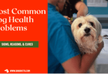 Most Common Dog Health Problems: Signs, Reasons, & Cures Most Common Dog Health Problems: Signs, Reasons, & Cures