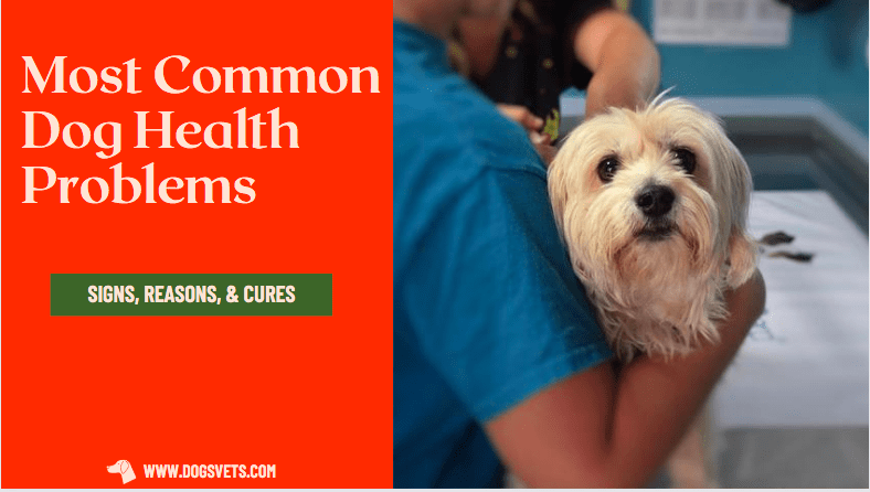 Most Common Dog Health Problems: Signs, Reasons, & Cures