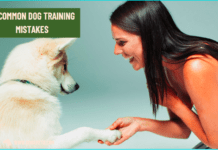 10 Common Dog Training Mistakes Top 10 Common Dog Training Mistakes