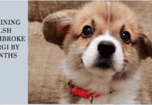 Training Welsh Pembroke Korgi By Months training welsh pembroke korgi by months
