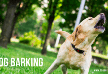 4 Ways Dog Owners Can Help Stop Their Dogs From Barking All the Time 4 Ways Dog Owners Can Help Stop Their Dogs From Barking All the Time