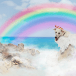 How To Plan For Your Dog's Passing