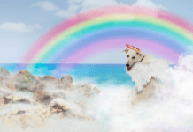 How To Plan For Your Dog’s Passing – 5 Things to Know How To Plan For Your Dog's Passing