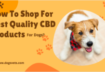 How To Shop For Best Quality CBD Products For Dogs? How To Shop For Best Quality CBD Products For Dogs?