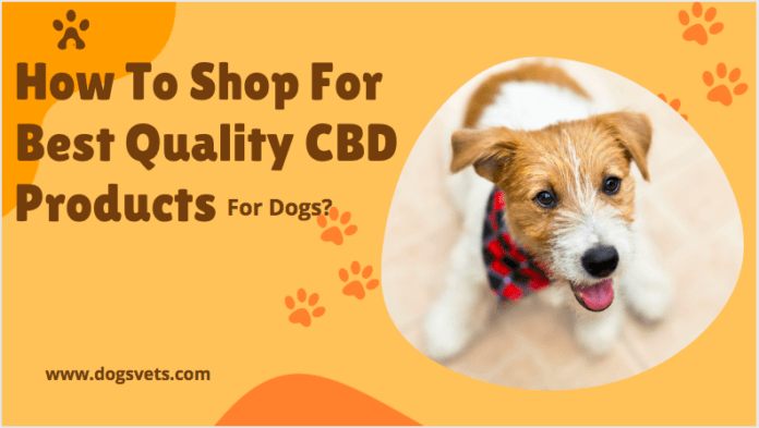 How To Shop For Best Quality CBD Products For Dogs?