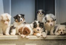 How to Become a Dog Breeder? 10 Tips to Know How to Become a Dog Breeder?