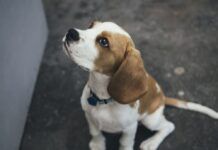 How to Tire Out a Beagle Puppy: Updated Strategies for Mental and Physical Stimulation How to tire out a beagle puppy?- white and brown Beagle