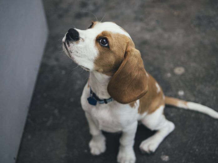 How to tire out a beagle puppy?- white and brown Beagle