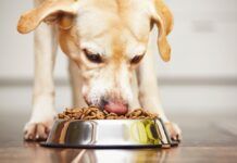 10 Ways to Help Your Dog Lose Weight 10 Ways to Help Your Dog Lose Weight