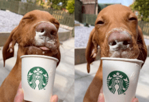 How to get a Starbucks Puppuccino for dogs How to get a Starbucks Puppuccino for dogs