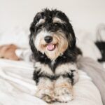 Do Bernedoodles Drool?