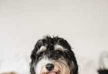 Do Bernedoodles Drool? 10 Things You Need to Know Do Bernedoodles Drool?