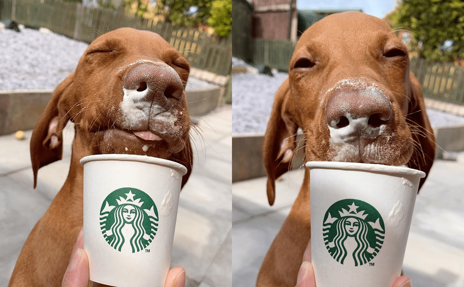 How to get a Starbucks Puppuccino for dogs