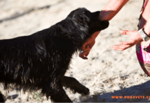 What Happens After A Dog Bite Is Reported? What Happens After A Dog Bite Is Reported?