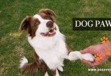 Dog Paws: All You Need To Know Dog Paws: All You Need To Know
