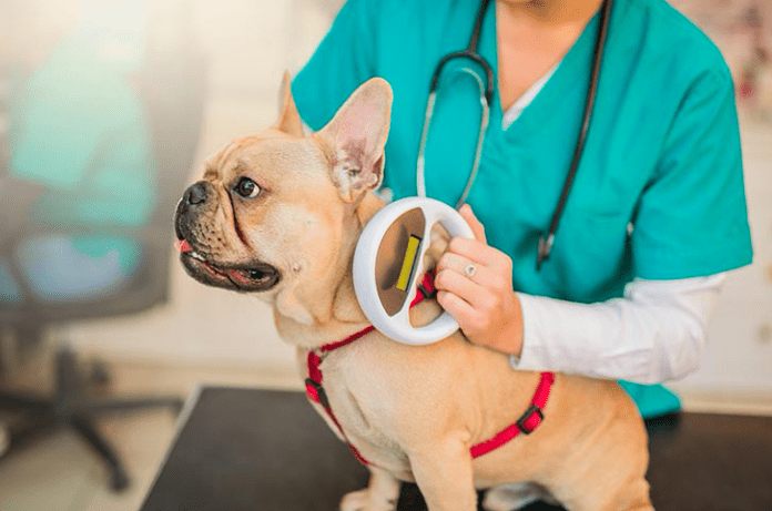 Cold Laser Therapy for Dogs? 3 Facts to Know